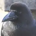 頭部前面2