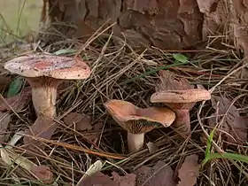 マツ属樹木下に発生したハツタケ(ベニタケ科)
