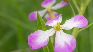 ふつう花色は濃淡がある淡赤紫色