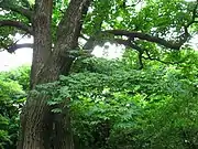 2008年5月下旬東京大学小石川植物園