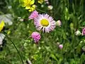 ハルジオン(キク科) Erigeron philadelphicus