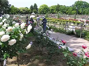 ばら園