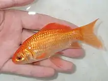 野生のヒブナ（緋鮒）