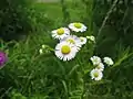 ヒメジョオン(キク科) Erigeron annuus