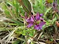 ヒメハギ(ヒメハギ科)Polygala japonica