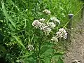 ヒヨドリバナ(キク科) Eupatorium chinense