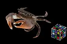 ヒライソガニ（玄界灘）の３Ｄモデル
