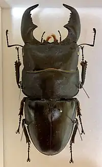 ヒラタクワガタ スマトラ島100mm 頭幅36㎜ 胸幅38㎜