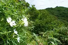 弟子還に咲くヒロハシラネガンピ
