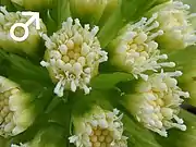雄株の花を拡大したもの。開花し始めの状態で小さな花の先端にあるものは雄蕊。