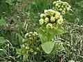 フキ(キク科) Petasites japonicus