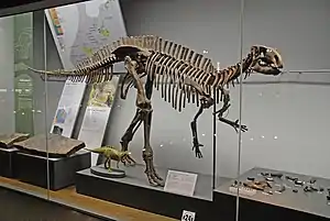 福井県立恐竜博物館に展示されている、全身骨格の復元ディスプレイです。