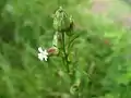 フシグロ(ナデシコ科)Silene firma
