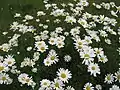 フランスギク(キク科) Leucanthemum vulgare