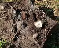 巣箱の糞の状況　貝類が見える