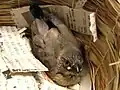 サクラブンチョウの雛