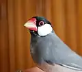 サクラブンチョウ