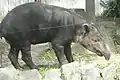 ベアードバク