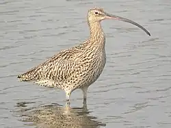 ホウロクシギ(谷津干潟)。