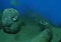 神奈川県油壺マリンパークにて撮影