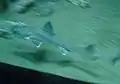 同左