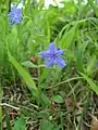 ホタルカズラ(ムラサキ科) Lithospermum zollingeri