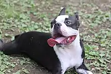 ボストン・テリア