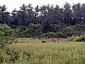 マゲシカとトウワタ群落(2000年8月)