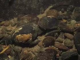 群れるマツカサガイ