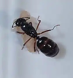 ミカドオオアリ