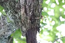 ヒメオオクワガタ