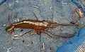 ミナミテナガエビ