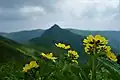 ミヤマキンバイ
