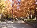 メタセコイア並木