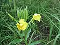 メマツヨイグサ(アカバナ科) Oenothera biennis