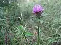 モリアザミ(キク科) Cirsium dipsacolepis