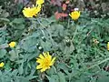 ヤナギタンポポ(キク科) Hieracium umbellatum