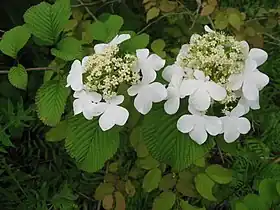 ヤブデマリ