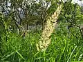 ヤマアワ（イネ科） Calamagrostis epigeios