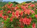 ヤマツツジ(ツツジ科) Rhododendron kaempferi