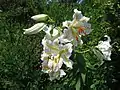 ヤマユリ(ユリ科) Lilium auratum