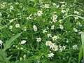ユウガギク（キク科） Kalimeris pinnatifida