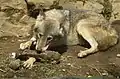 ヨーロッパオオカミCanis lupus lupus