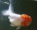 中国ランチュウ（ライオンヘッド）