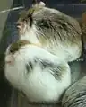 ライト、ダークパイド2