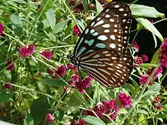 リュウキュウアサギマダラIdeopsis similis(リュウキュウアサギマダラ属)