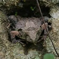 リュウキュウカジカガエル