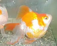 琉金（赤白）