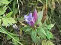 リンドウ(リンドウ科) Gentiana scabra var. buergeri