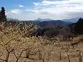 蝋梅越しの武甲山